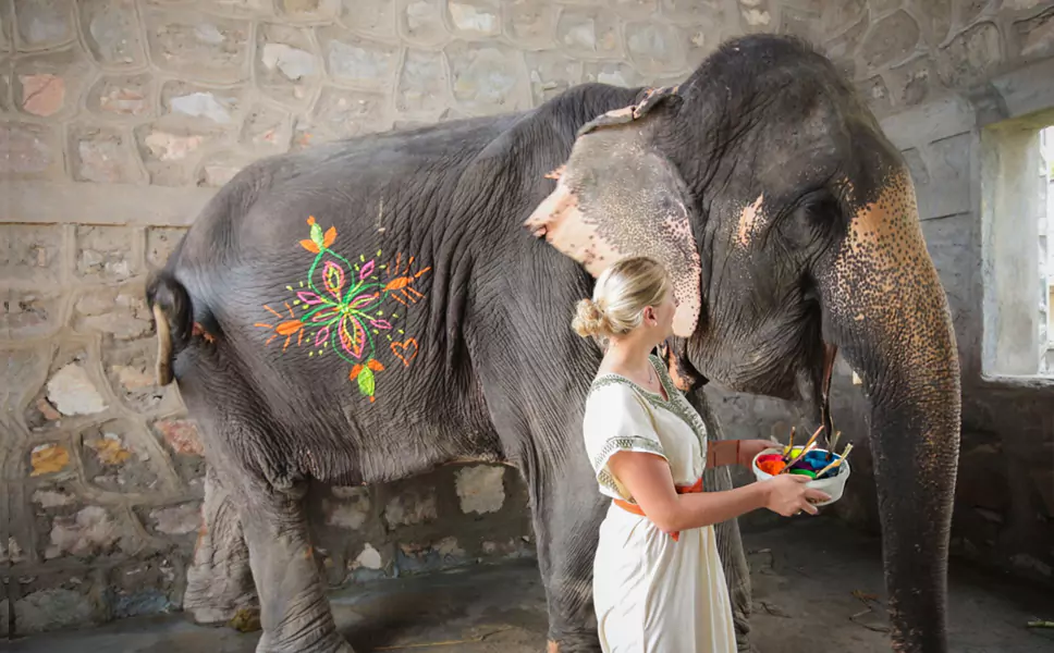 Jaipur Elephant Safari Experience​