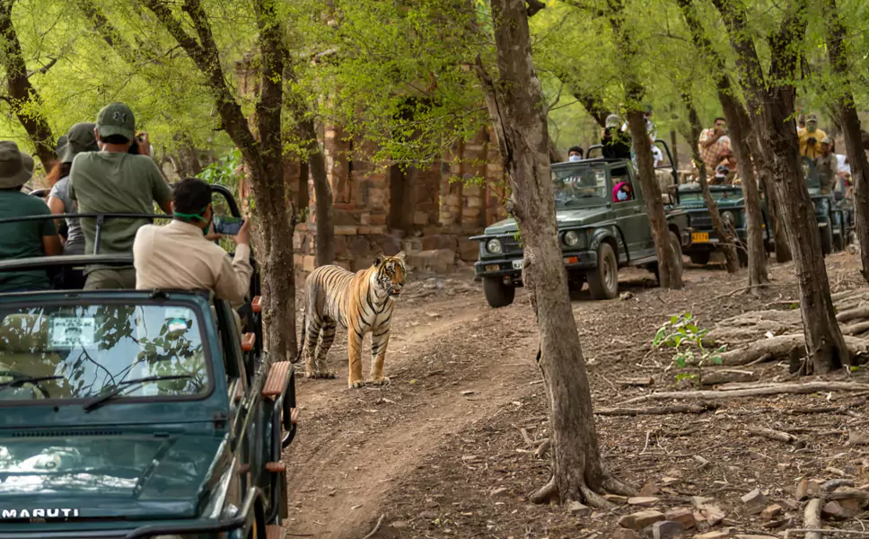 Jaipur Ranthambore Same Day Tour