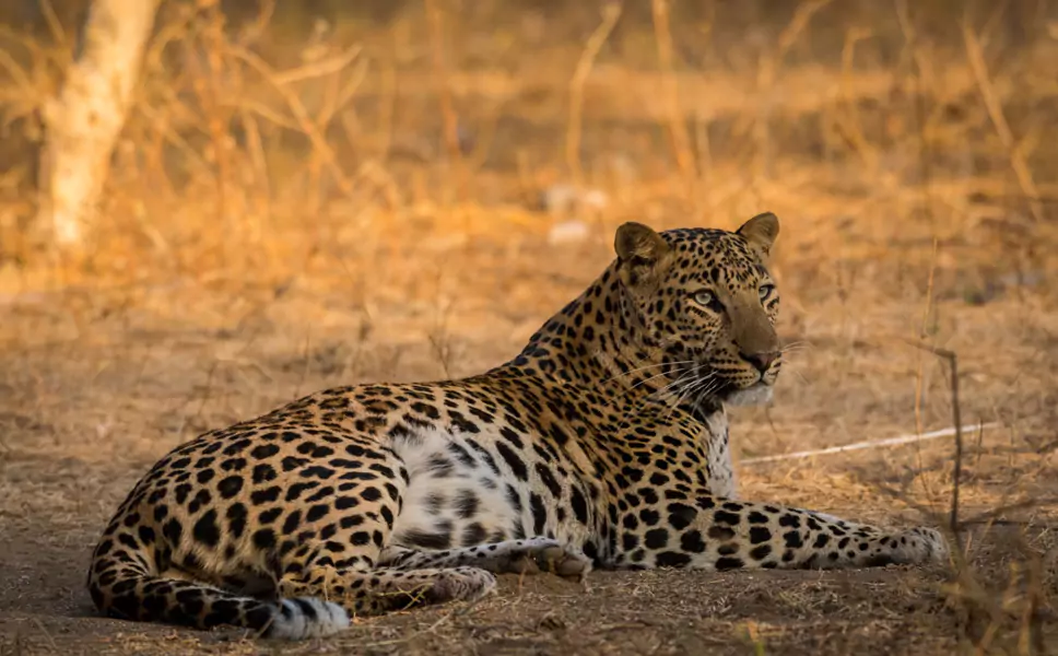 Leopard Safari Tour in Jaipur