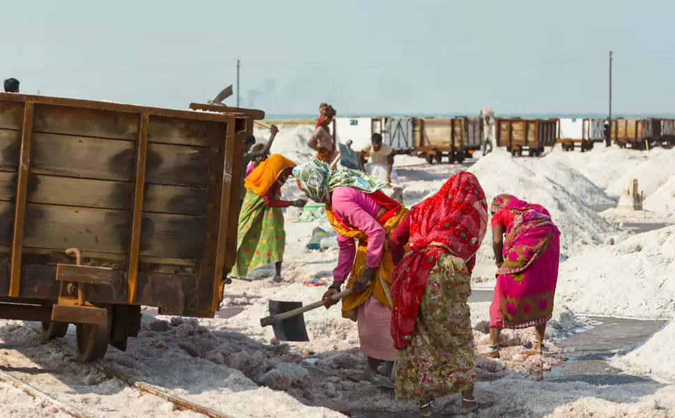 Sambhar Salt Lake Day Tour from Jaipur