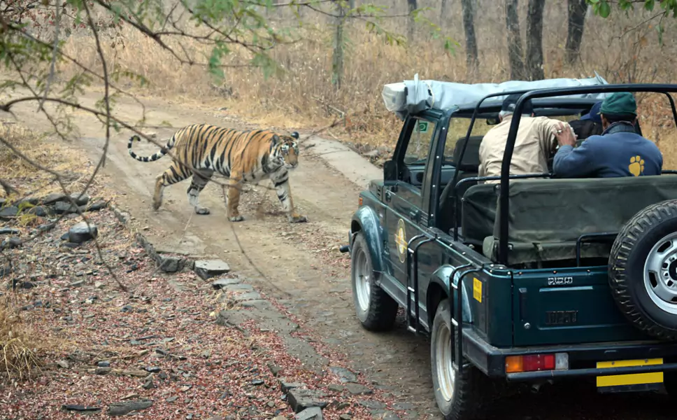 Jaipur to Sariska One Day Trip